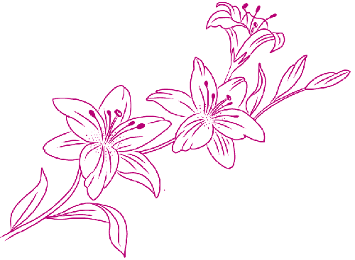 lily-1